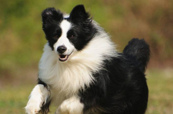 边境牧羊犬的寿命，能活13～14年喂养得当能延长寿命