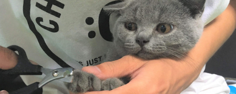 猫咪剪到血线怎么办