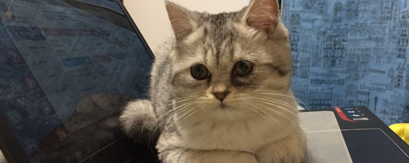 猫鼻子不通气怎么缓解