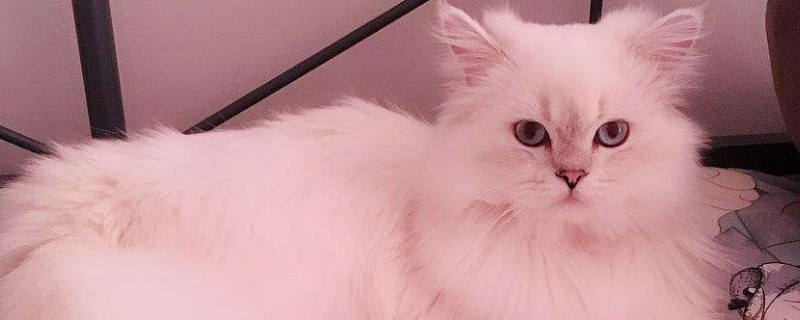如何处理不想养的猫