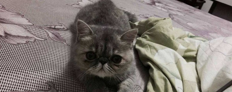 小猫屁股有虫子怎么办