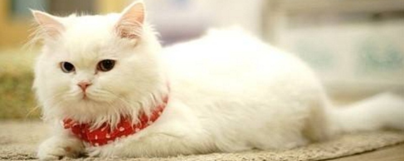 猫划伤出血要打针吗