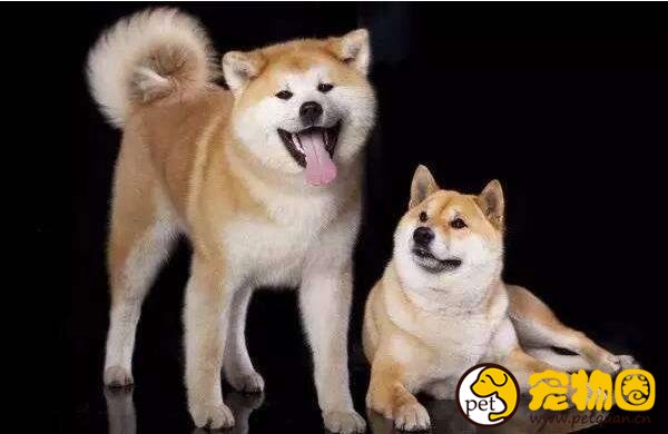 柴犬和秋田犬的区别是什么，柴犬呆萌秋田犬霸气