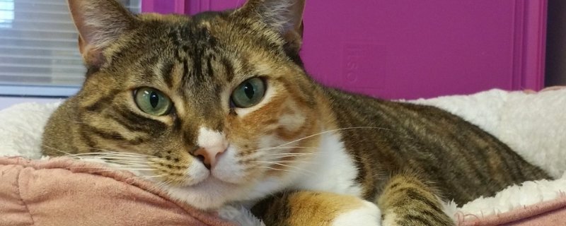 猫拉稀呕吐不吃东西