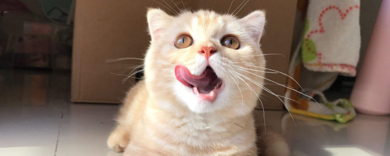 猫的脚掌下面有什么