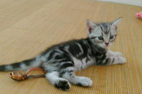 一个月小猫如何除跳蚤