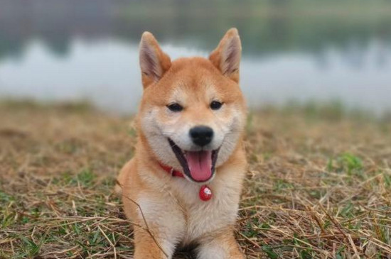 狂犬病潜伏期症状