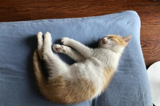 养猫屋子一股味怎么办