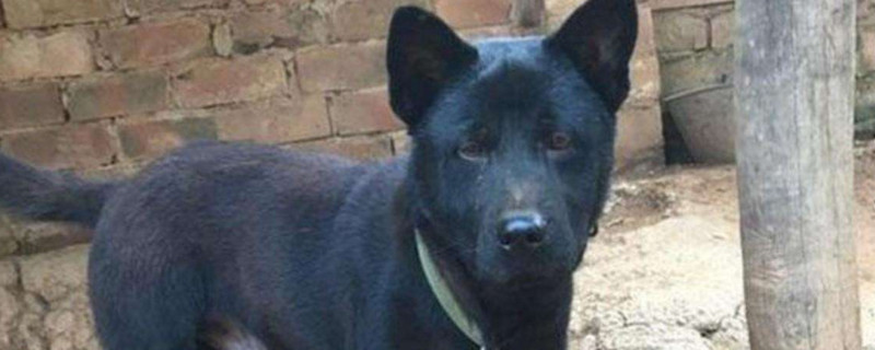 怎样选土狗猎犬