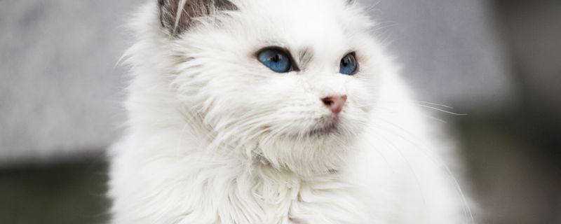 猫故意把大便拉在外面