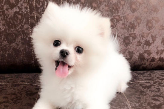狗狗好像嗓子卡了东西一样一直咳