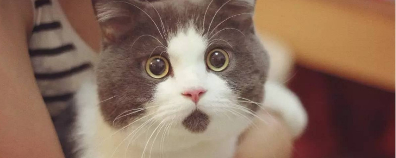 小猫吃了驱虫药拉肚子