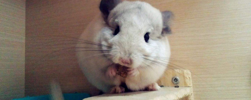 龙猫抑郁症的表现