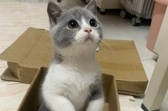 公猫发腮吃什么
