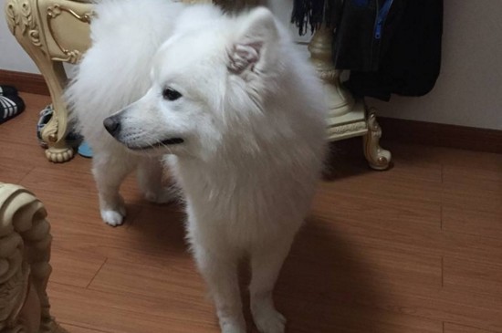 女孩养萨摩的禁忌