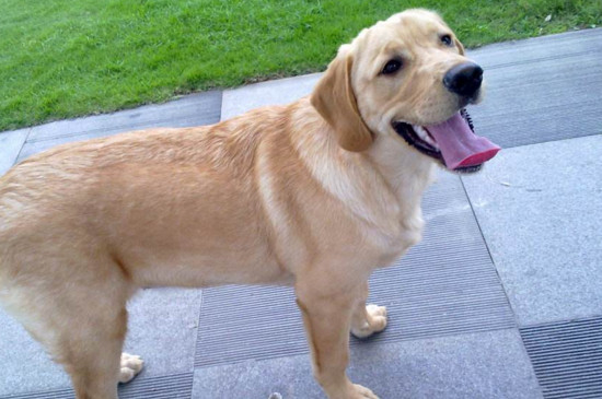 金毛幼犬怎么补钙，吃钙片喝骨汤晒晒太阳促吸收