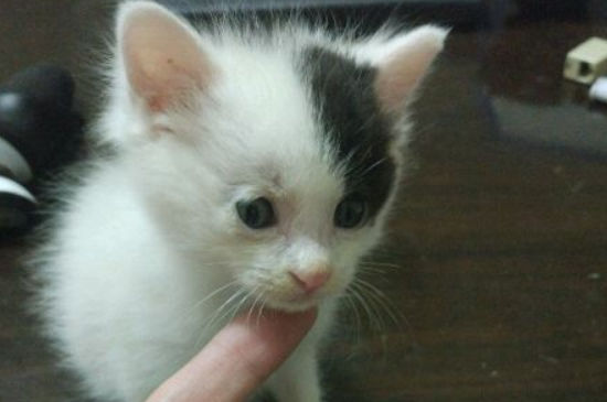 猫打狂犬疫苗不良反应