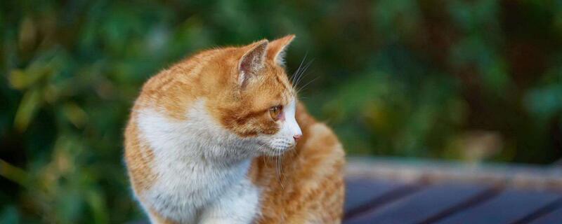 为什么橘猫容易胖