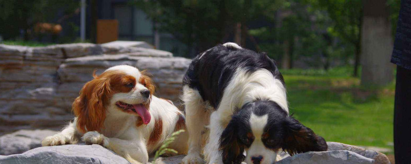 查理王小猎犬掉毛吗