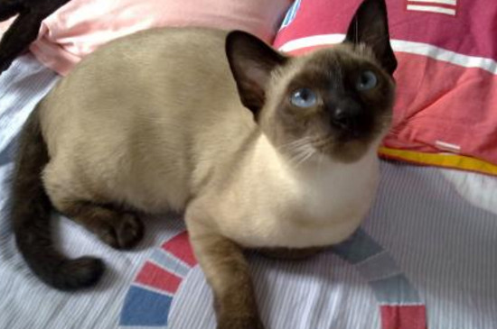 怎么能让猫咪安静下来