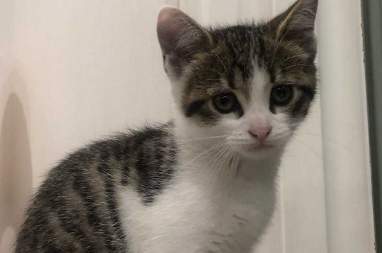 猫掉毛可以把毛剃掉吗