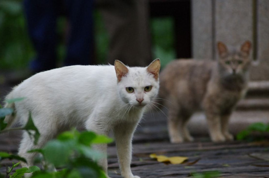 猫咪生完小猫注意什么