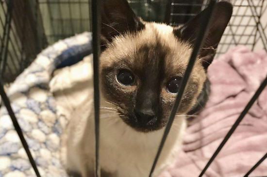 猫咪没打疫苗能绝育吗