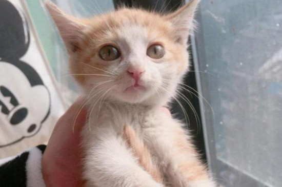 自制幼猫猫粮