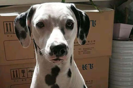 狗狗抽搐站不起来
