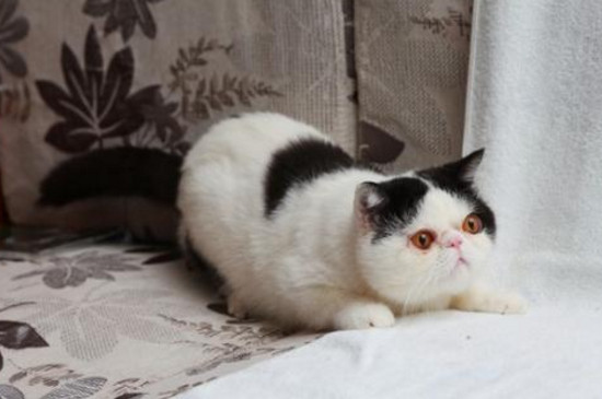 猫吃猫粮不嚼