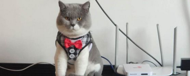 猫爸爸能跟孩子配吗