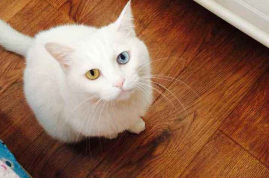 波斯猫好养吗