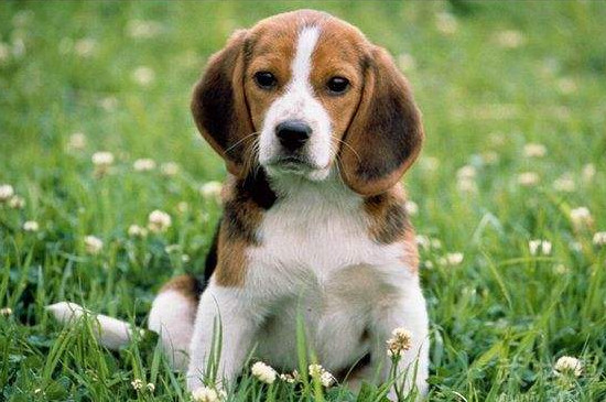 比格犬护主吗
