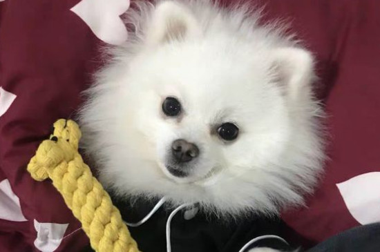 狗哮喘症状