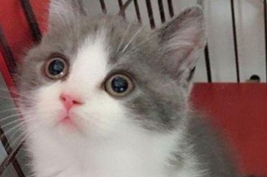 猫咪吃什么能长胖