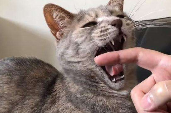 小猫咬手指什么意思