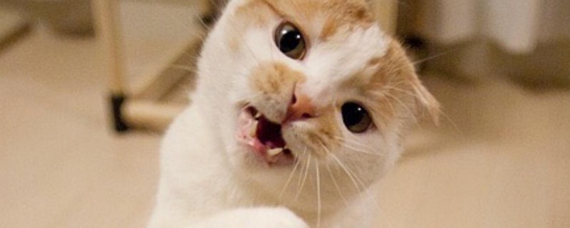 猫一直张嘴