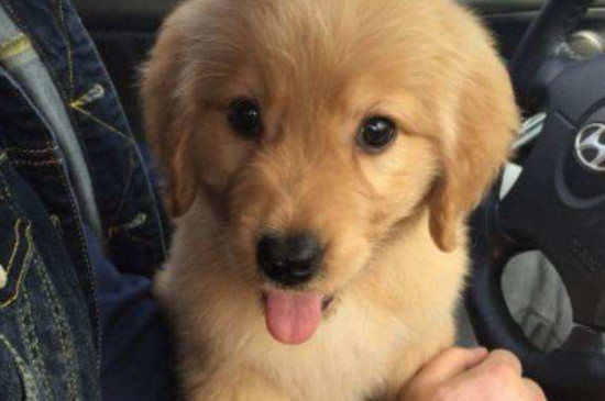 金毛幼犬怎么喂养