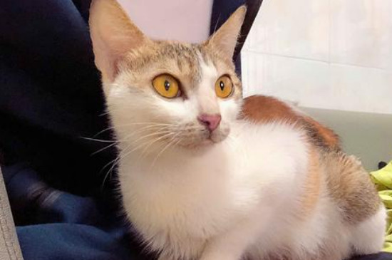 猫疫苗打几针，三针多联疫苗一针狂犬疫苗