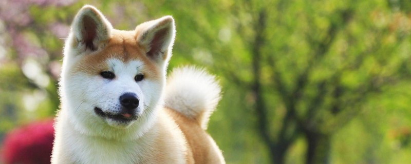 秋田犬只认一个主人吗