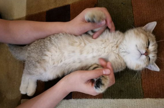 如何区分金渐层和橘猫