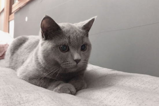 猫藓后期症状