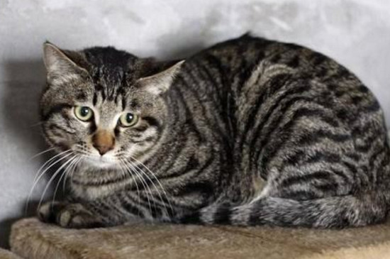 狸花猫亲近主人的表现