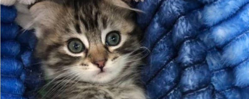 猫咪总是低声哼唧