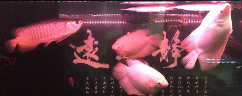鱼缸底部裂了怎么修补