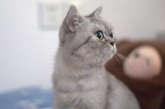小猫在床底会躲多久