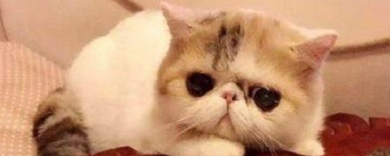 猫鼻子长黑斑