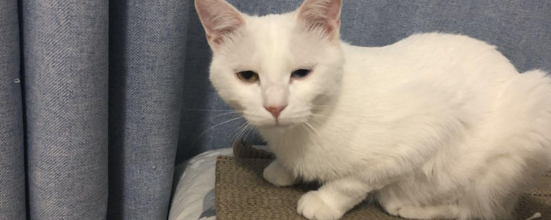 猫突然抽搐
