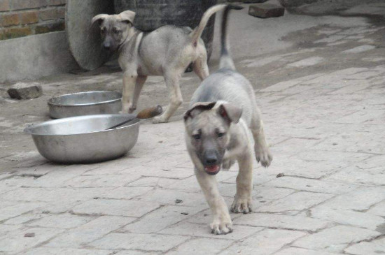 狼青犬会保护主人吗