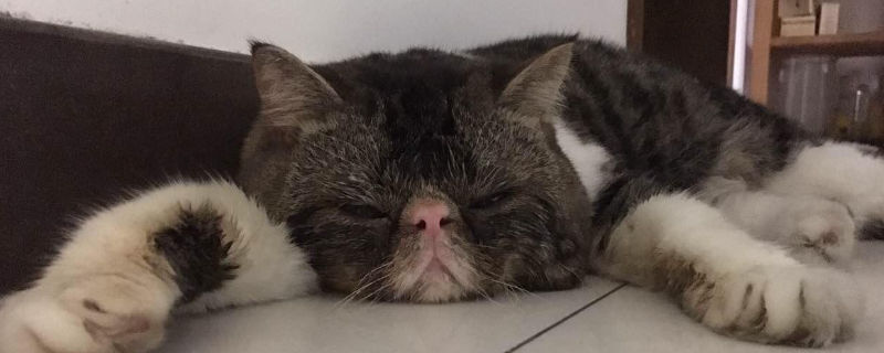 加菲猫生小猫注意事项